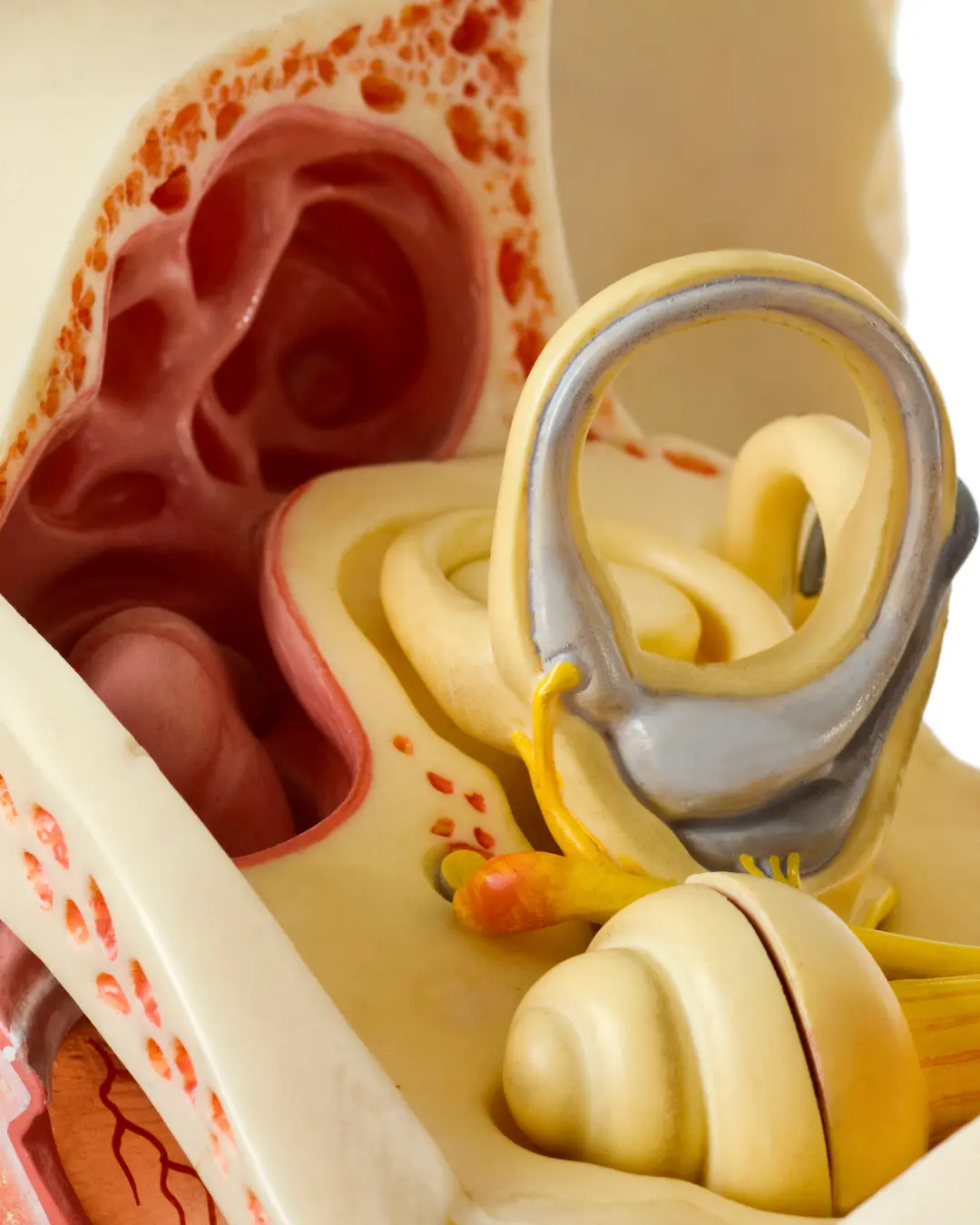 Koklea Salyangoz Nedir? Duymamıza Etkisi Nedir?